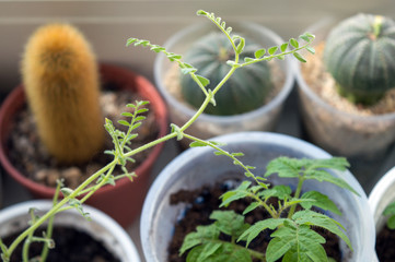 Egyptian pea wine grown in pot on window sill as houseplant