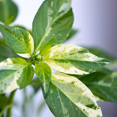 Close up of beautiful variegated foliage of Fish chili pepper plant with flower bud
