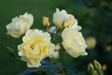 Tender pale yellow garden rose blooming in summer parkTender pale yellow garden rose blooming in summer park