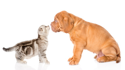 Tiny tabby kitten kissing puppy. isolated on white background