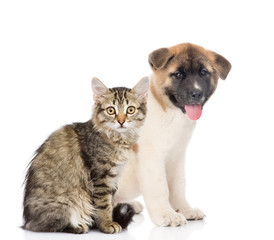 Cat and dog sitting in profile together. isolated on white background