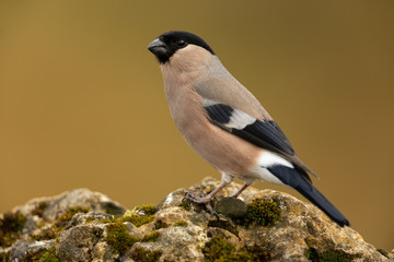 Eurasian bullfinch, Pyrrhula pyrrhula