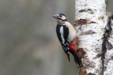 Great spotted woodpecker. Dendrocopos major