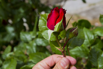 Fototapeta premium rose
