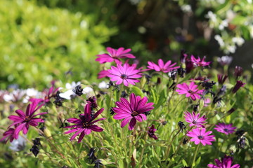 Beautiful colorful flowers in the urban landscape