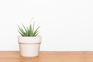 Fresh succulent plant on wooden desktop. Indoor decoration with copy space.