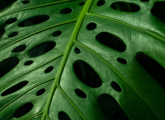 Fototapeta na wymiar Monstera Leaf closeup photo
