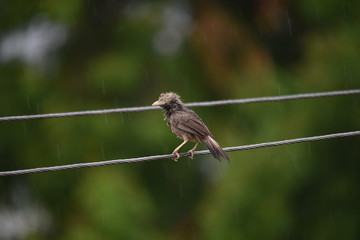 A bird drenched in rain sitting on the electric line | Bird sitting and resting after the rain