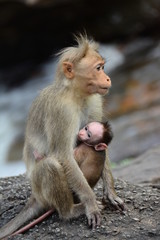 Monkey with its baby |  Motherliness | Caring for the young | Loving life |  Cute baby love | Macaque with baby 