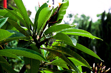 Rain falls on Plumeria