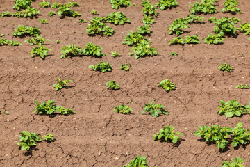 Potato plants in the soil on a field