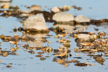 Curlew sandpiper