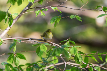Green Warbler in a tree
