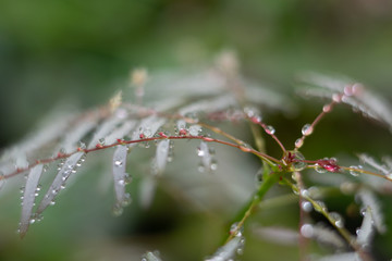 Wassertropfen 