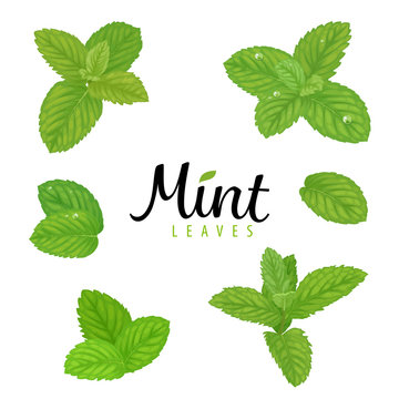 Branch of green mint leaves on white background template. Vector set of element for advertising, packaging design of tea products.
