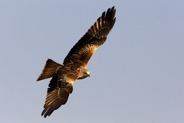 Fototapeta premium Red Kite. Milvus milvus