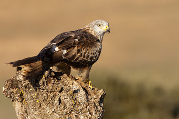 Red Kite, Milvus milvus