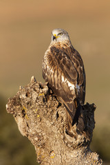 Red Kite, Milvus milvus