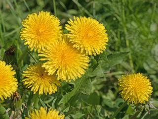Blühender Löwenzahn, Taraxacum