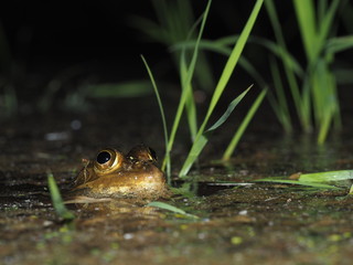 トノサマガエル