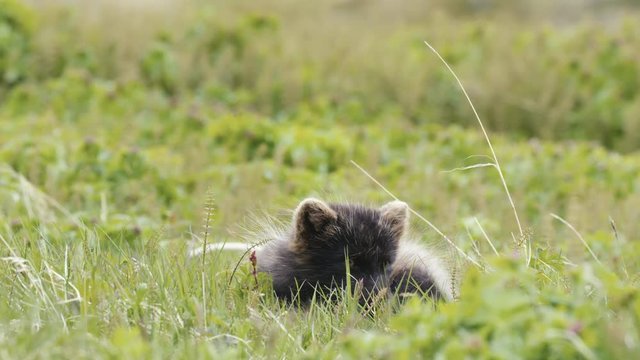 Artic fox in Iceland