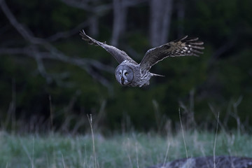 Great grey owl (Strix nebulosa)