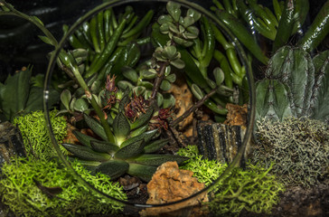 Fototapeta premium Terrarium flower