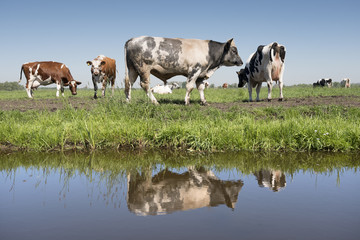 cows and bull in dutch meadow on sunny summer day in the netherlands