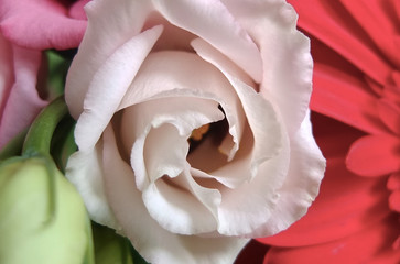 Wundersc&ouml;ne pink blume, macro