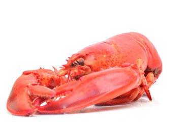 Fresh lobster