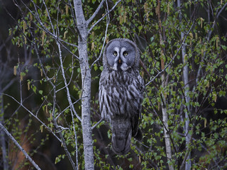 Great grey owl (Strix nebulosa)