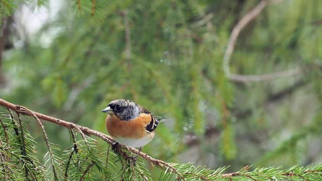 Brambling (Fringilla montifringilla) sitting on a branch in a pine tree.