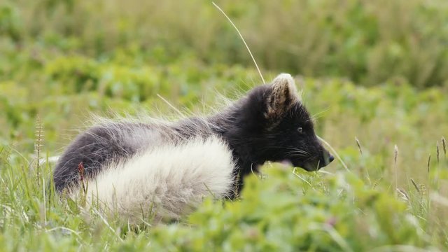 Artic fox in Iceland