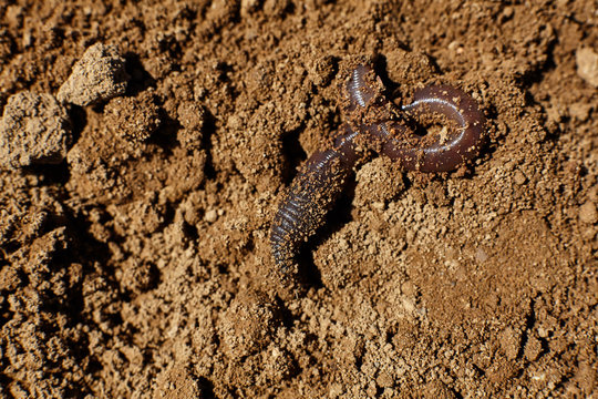 Worm in soil.