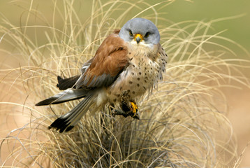 Female of lesser kestrel. falco naumanni