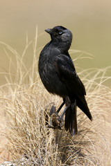 Western jackdaw. Corvus monedula