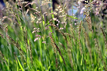 Gräser auf einer Wiese im Frühling