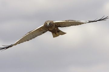 Western marsh harrier. Circus aeroginosus