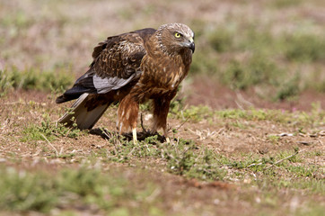 Western marsh harrier. Circus aeroginosus
