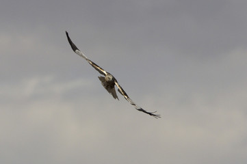 Western marsh harrier. Circus aeroginosus