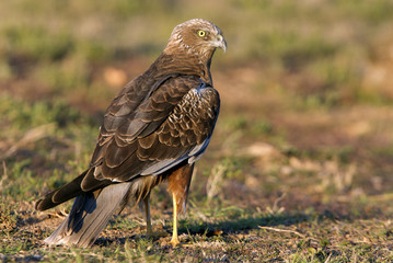 Western marsh harrier. Circus aeroginosus