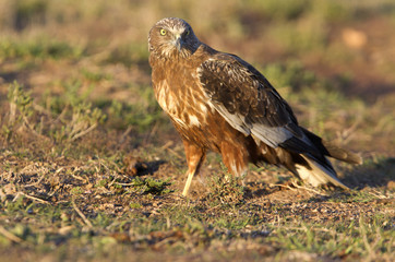 Western marsh harrier. Circus aeroginosus