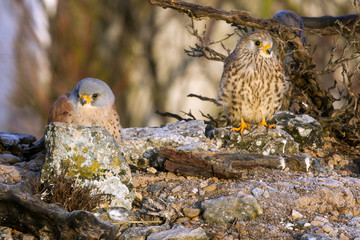 Male and female of Lesser kestrel. Falco naumanni