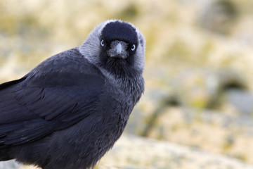 Western jackdaw. Corvus monedula