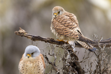 Male and female of Lesser kestrel. Falco naumanni