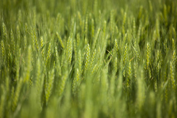 cereal field in the morning sun