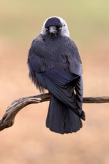 Fototapeta premium Western jackdaw. Corvus monedula