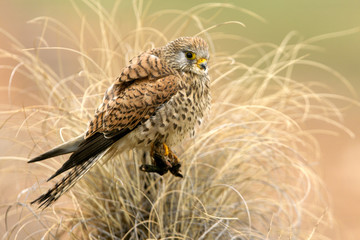 Female of Lesser kestrel. Falco Naumanni