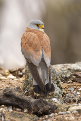 Female of lesser kestrel. falco naumanni