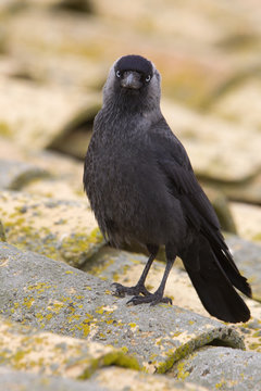 Western jackdaw. Corvus monedula